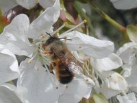 Pszczoła murarka ogrodowa na kwiecie wiśni3